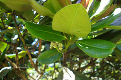 Syzygium grande